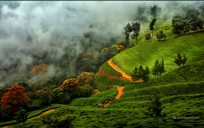 Tea Gardens of Munnar